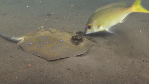 Spotted stingray on a sandy bottom in search food. — Stock Video