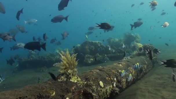 Escuela de peces coloridos nadan a lo largo de fondo arenoso . — Vídeos de Stock