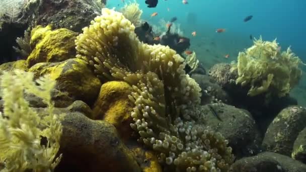 Yellow Clownfish In White Anemone In Blue Sea. — стокове відео