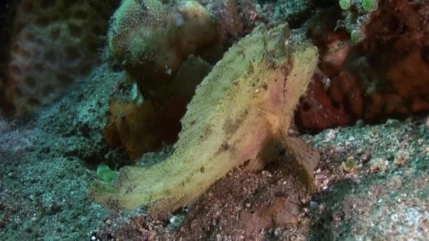 Scorpionfishes on sea floor in search of food. — Stock Video