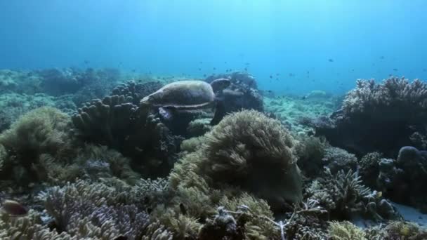 Tortuga marina está nadando en el arrecife en busca de comida . — Vídeos de Stock