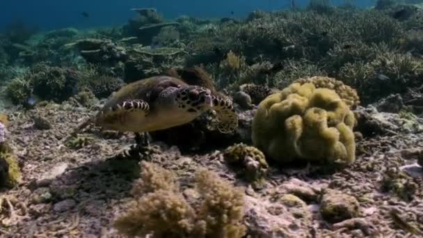Karetschildpad is zwemmen op rif op zoek naar voedsel. — Stockvideo