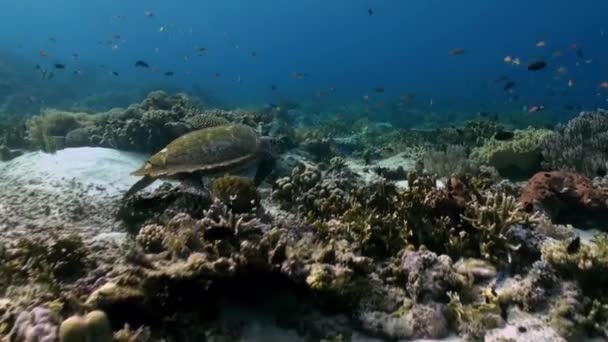 La tartaruga marina nuota sulla barriera corallina in cerca di cibo . — Video Stock