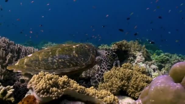 Морська черепаха плаває на рифі в пошуках їжі . — стокове відео