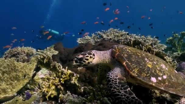 Tortue de mer nage sur le récif à la recherche de nourriture . — Video