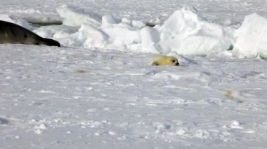 Anne Arama Buz Üzerinde Sevimli Yenidoğan Seal Pup.
