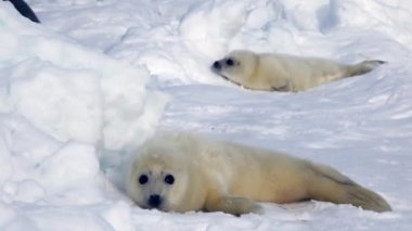 Anne Arama Buz Üzerinde Sevimli Yenidoğan Seal Pup.