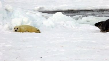 Anne Buz Üzerinde Sevimli Yenidoğan Seal Pup arıyor.