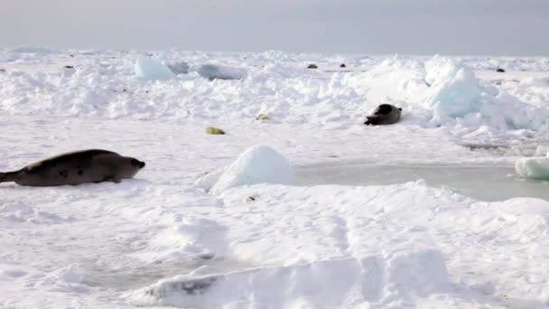 Mamá está buscando lindo recién nacido sello cachorro en hielo . — Vídeo de stock