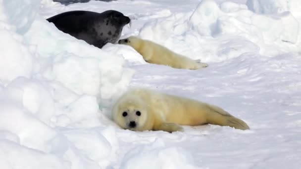 Niedliche neugeborene Robbenwelpen auf dem Eis auf der Suche nach Mama. — Stockvideo