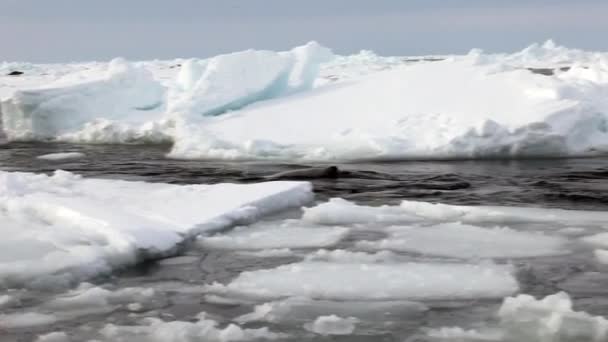 Les phoques nagent au bord de la glace à la recherche de jeunes .