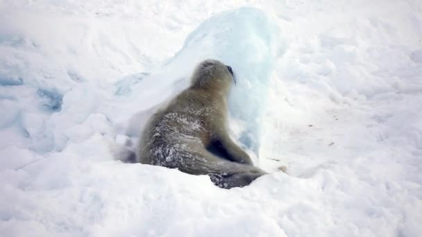 Neugeborener Robbenwelpe auf der Suche nach Mutter in Eis und Schnee. — Stockvideo