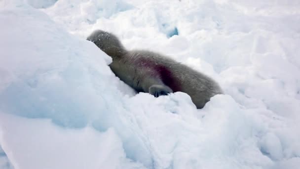 Recién nacido sello cachorro en hielo y nieve en busca de mamá . — Vídeos de Stock