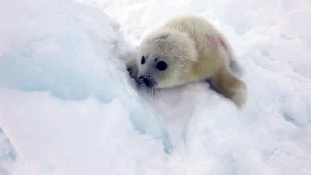 Aranyos újszülött Seal Pup a jég néz a kamerába — Stock videók