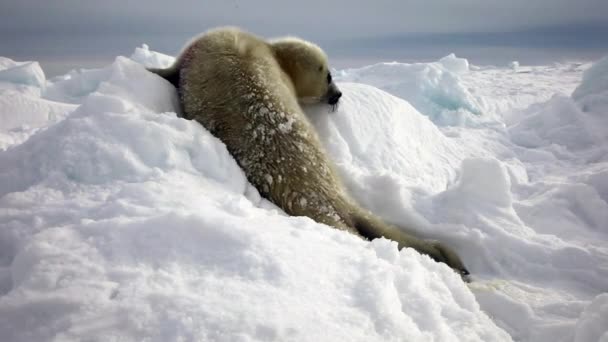 Neonato guarnizione poup in ghiaccio e neve in cerca di mamma . — Video Stock