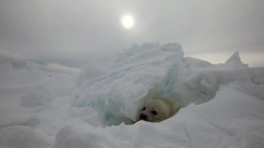 Sevimli Yenidoğan Seal Pup buz kütleleri arasında gizli.
