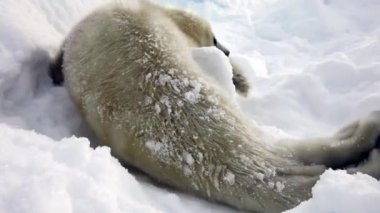 Anne Arama Buz ve Kar Yenidoğan Seal Pup.