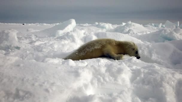 Мила новонароджена тюленя лялька на лід Дивлячись на камеру — стокове відео