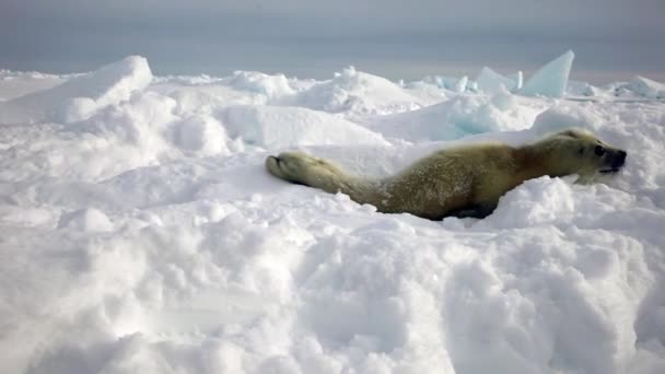 Симпатичный новорожденный щенок тюленя на льду, глядя в камеру — стоковое видео