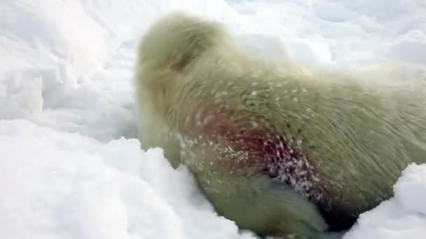 Újszülött Seal Pup a jég és hó keresi az anya. — Stock videók