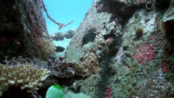 Πράσινο moray στο βυθό της θάλασσας στο ναυάγιο. — Αρχείο Βίντεο