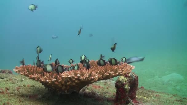 Škola černé a bílé ryby na korálový porost na mořské dno. — Stock video