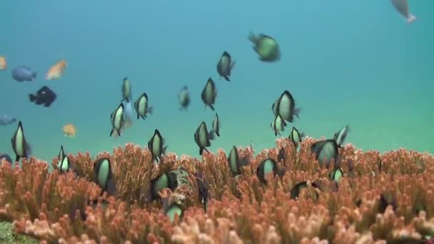 Escuela de pescado blanco y negro en coral en el fondo del mar . — Vídeos de Stock