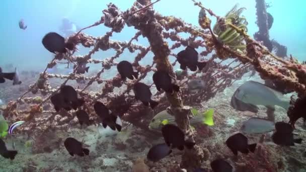 École de poissons sur l'épave sur le fond sablonneux de la mer . — Video