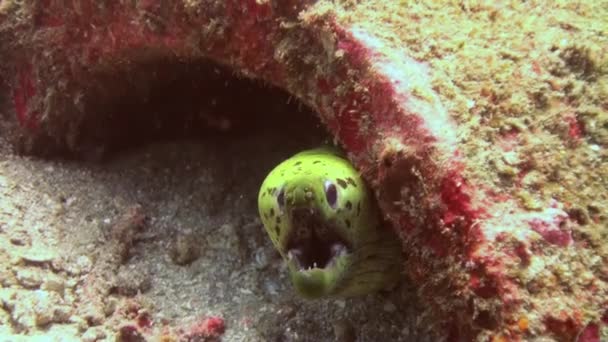 Grüne Muräne auf dem Meeresboden im Wrack. — Stockvideo
