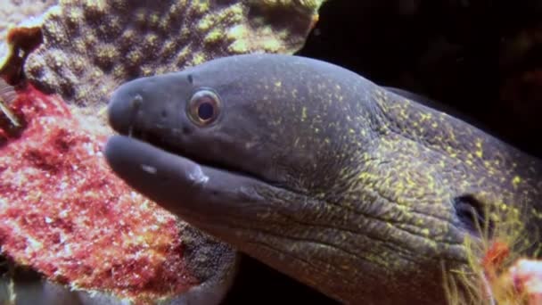 Moray verbergen in koralen en jacht. — Stockvideo