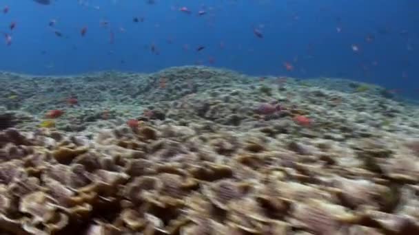Die unterwasserwelt von bali indonesien. — Stockvideo