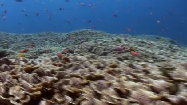 De onderwaterwereld van Bali Indonesië. — Stockvideo