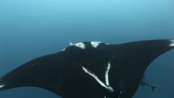 Hermosas fotos manta rayas birostris en el océano . — Vídeo de stock