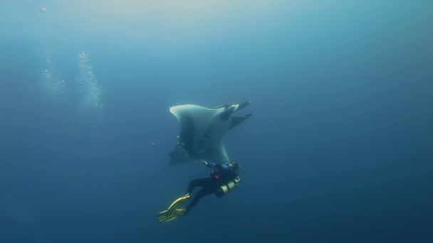 Manta zwemmen in de buurt van een duiker in blu zeewater. — Stockvideo