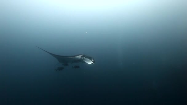 Giant Manta Ray Birostris Ocean Sea Marine Life. — Stock Video