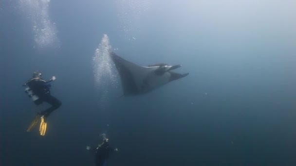 Manta Ray bajo el agua entre arrecifes y buceadores . — Vídeo de stock