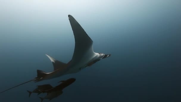 Manta à la recherche de nourriture dans les eaux bleues de l'océan . — Video