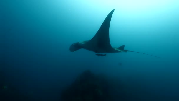 Giant Manta Ray Birostris Ocean Sea Marine Life. — Stok Video