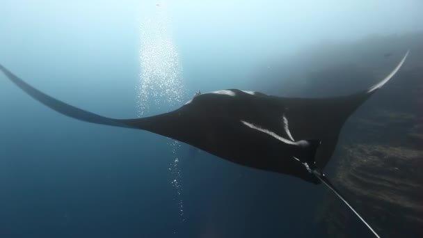 Giant Manta Ray Birostris Oceano Vita Marina . — Video Stock