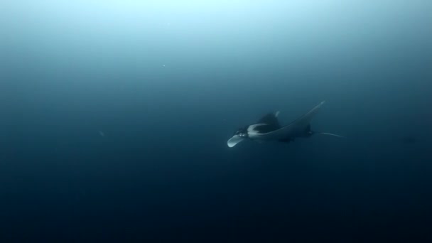 Manta Ray géant Birostris Océan Mer Vie marine . — Video