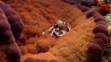 Bir anemone yüzeyinin üzerinde güzel küçük Yengeç.