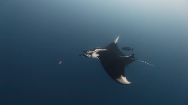Гигантская манта Рэй Бирострис океанская морская жизнь . — стоковое видео