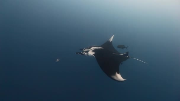 Giant Manta Ray Birostris Ocean Sea Marine Life. — Stock Video