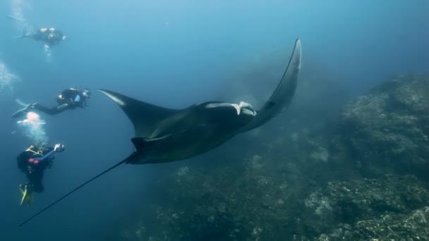 Manta Ray v pod vodou mezi útesy a potápěči. — Stock video