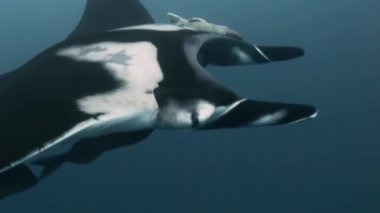 Güzel resimler manta ışınları birostris Okyanusu.