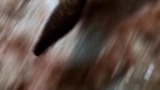 Moray attaque un vidéaste sur les fonds marins .