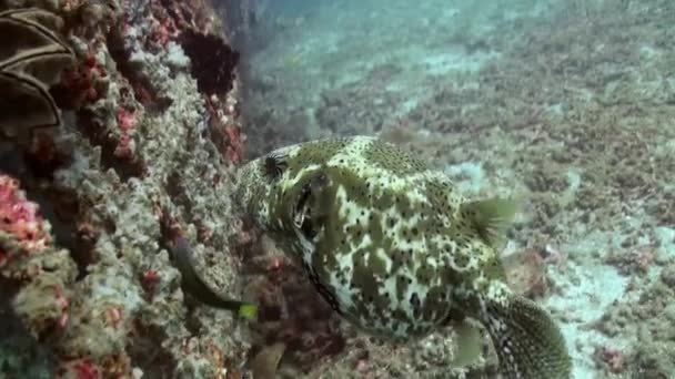 Los peces de vientre grueso se alimentan del arrecife . — Vídeo de stock