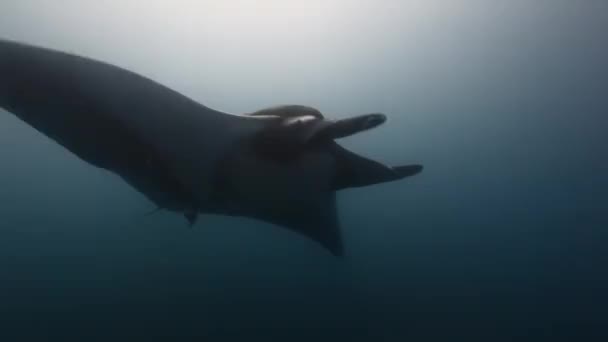 Manta swimming near a diver in blu sea water. — Stock Video