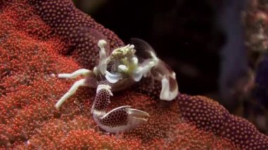 Bir anemone yüzeyinin üzerinde güzel küçük Yengeç.