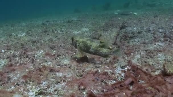 Poissons à ventre épais se nourrissent sur le récif . — Video